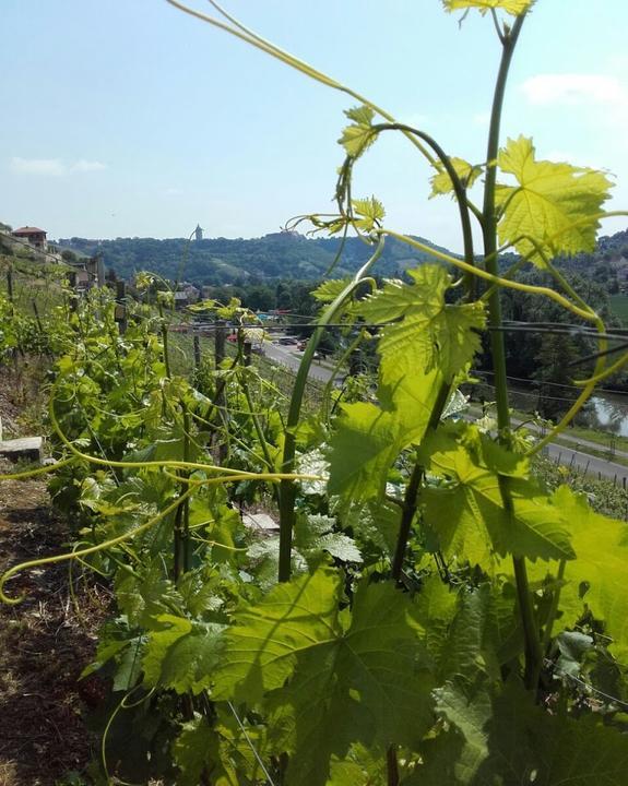 Weingut Grober Feetz